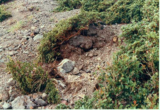 1980 eruption