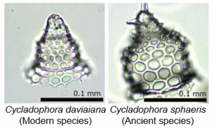 Fig. 2. The new system can distinguish radiolarians with remarkably similar shape like those in the photos above with over 90% accuracy.