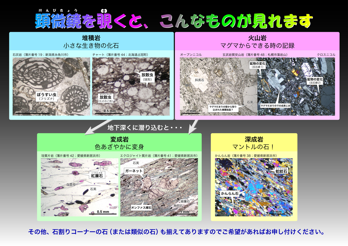 顕微鏡を覗くとこんなものが見れます