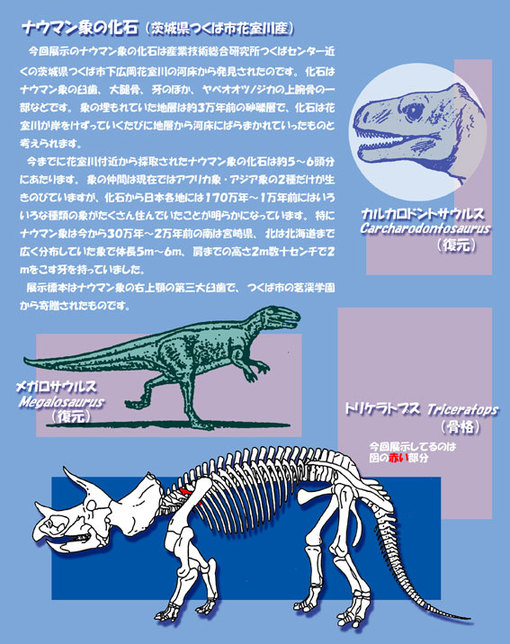 展示ポスター：ナウマン象の化石