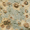 図：生痕化石