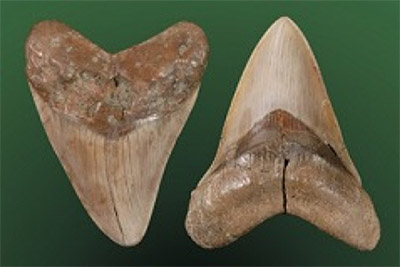 サメの歯化石写真集