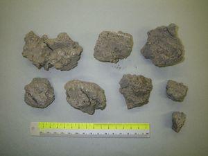 2011年1月26日午後〜27日午前に霧島新燃岳から噴出した軽石質の火山礫。