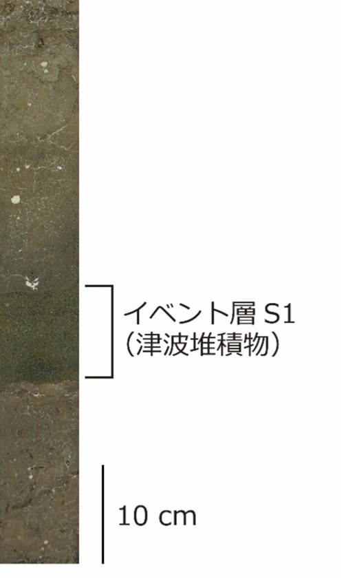 写真2 東通村小田野沢低地で採取された試料のはぎ取り標本