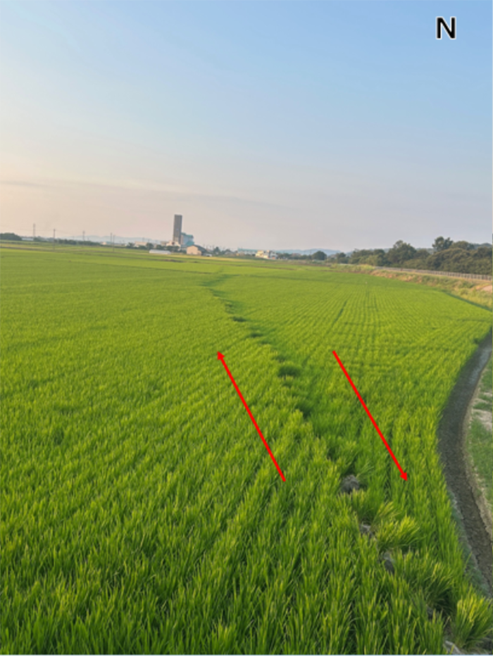 写真9 熊本県八代市岡町中の舗装道路〜水田に見られる右横ずれ変位。道路の白線を基準にした時の右横ずれ変位量は120cm、上下ずれ変位量は16cm東低下。写真は北方向に向かって撮影。 (2026年8月2日撮影)