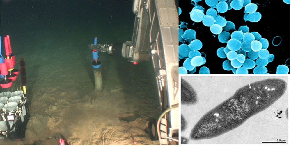左図：R O Vによる海底堆積物のサンプリング。右図：環境試料から分離されたメタン生成古細菌（上）、細菌（下）