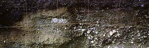 弘川地区トレンチの壁面に露出した低角逆断層（餐庭野断層）。網目間隔は１m