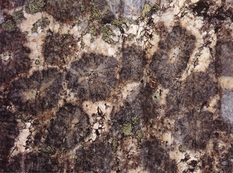 Orbicular granite of the Mt. Sanage, Aichi Prefecture.