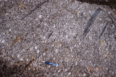 Elongated mafic enclaves in the K-feldspar porphyritic hornblende-biobite granodiorite at Kawabata, south of the Asuke township..