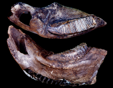 つくば市花室川中流域から産出したナウマンゾウの左下顎骨化石