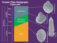 Upper part of the oceanic plate stratigraphy of the Jurassic accretionary complex (an example).