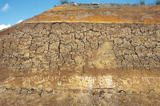 The eolian deposits including the Middle Pleistocene fallout tephra from Iiji volcano, Niigata Prefecture, NE Japan. (Tsurugaike, Shimogo Town, Fukushima Prefecture)