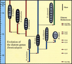 化石珪藻属の進化系統図