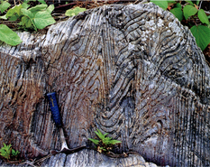 領家変成岩の層状チャートに見られる非対称褶曲