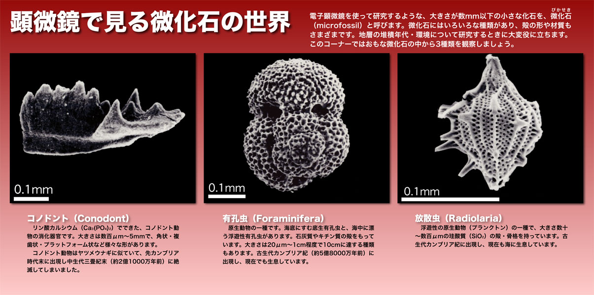 A003 顕微鏡で石を見たこと・・ある?|研究紹介|産総研 地質調査総合