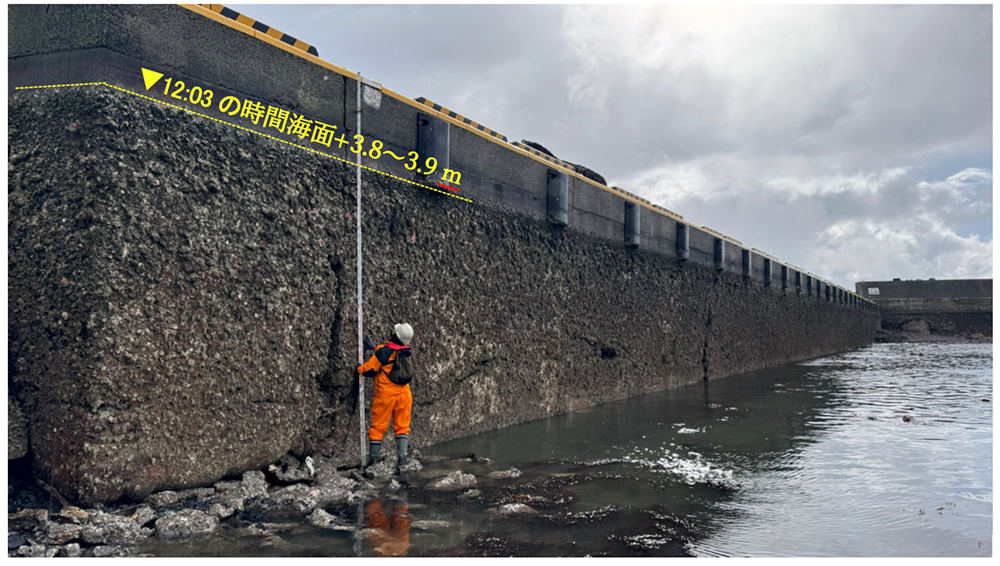 写真1 鹿磯漁港の防潮堤に固着した生物遺骸が示す隆起の様子。人が持っている標尺の長さは5 m。