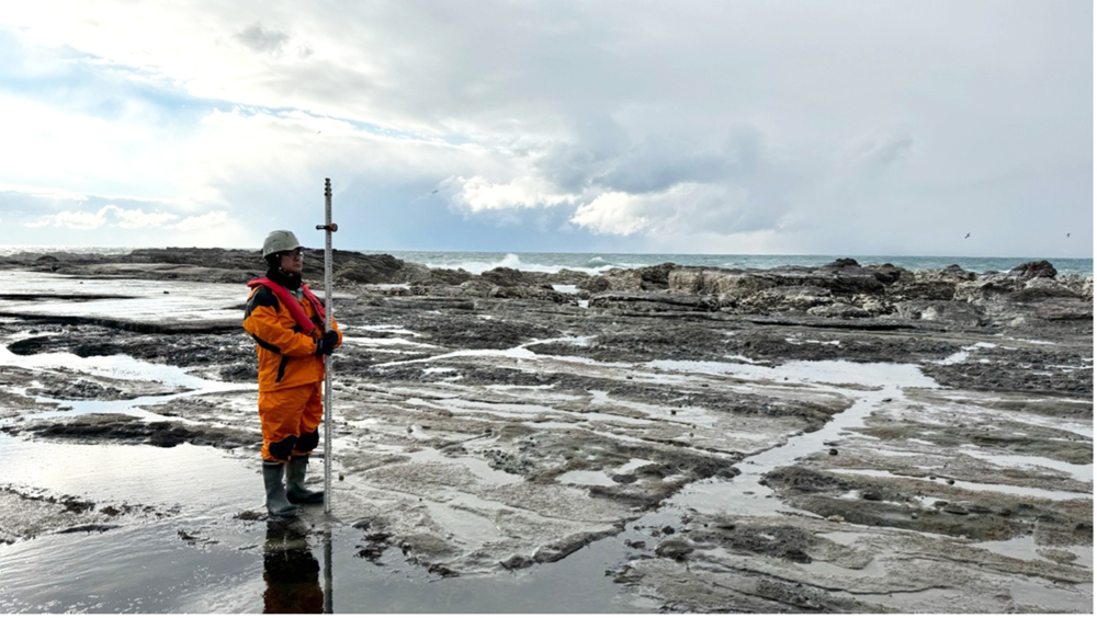 写真2 今回の地震に伴う隆起で離水した波食棚(鹿磯漁港の北)。